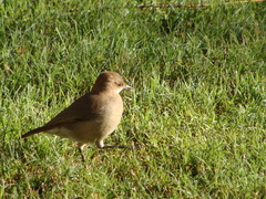 Furnarius rufus