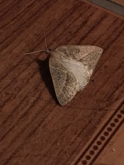 Psilaspilates signistriata