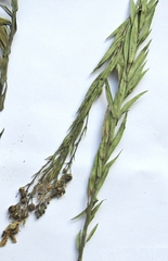 Linaria biebersteinii ruthenica