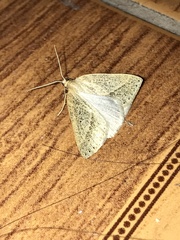 Psilaspilates signistriata