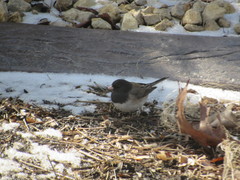 Junco hyemalis montanus