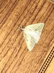 Psilaspilates signistriata