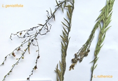 Linaria biebersteinii ruthenica