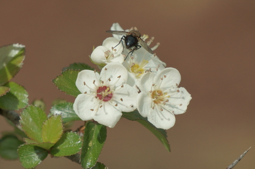 Crataegus mexicana