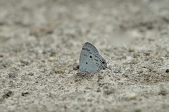 Hypolycaena kina