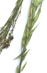 Linaria biebersteinii ruthenica