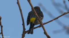 Setophaga coronata auduboni
