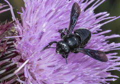 Megachile xylocopoides image