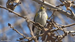 Setophaga coronata auduboni