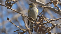 Setophaga coronata auduboni