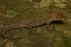 Lepidophyma pajapanensis