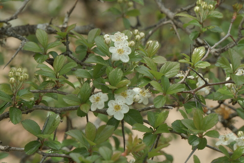 Crataegus mexicana