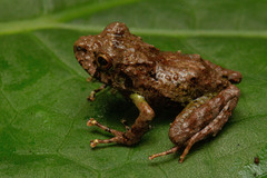 San Martin Robber Frog photo 5