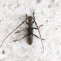 Cycnidolon obliquum