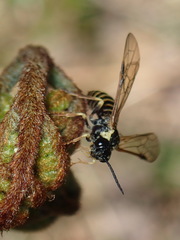 Strongylogaster multicincta