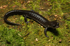 Pseudoeurycea werleri