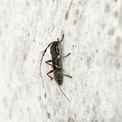 Cycnidolon obliquum