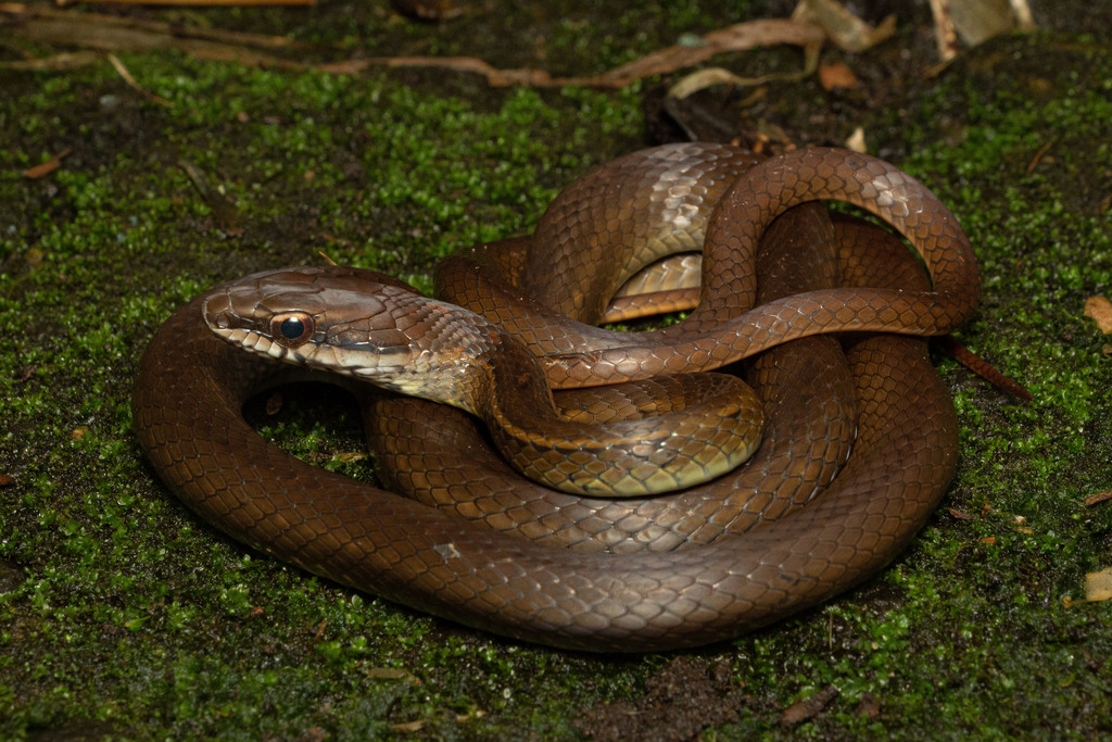 Salmon-bellied Racer (Mastigodryas melanolomus) - Snakes and Lizards