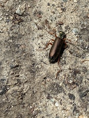 Lytta aenea