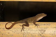 Anolis uniformis