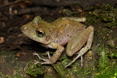 Craugastor decoratus