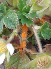 Phragmidium fragariae