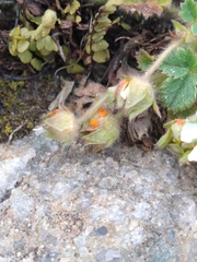 Phragmidium fragariae