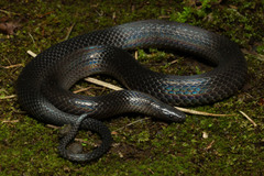 Keeled Earth Snake photo 1