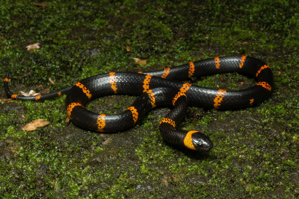 Terrestrial Snail Sucker
