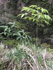 Fraxinus insularis