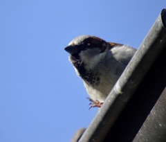 Passer domesticus