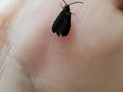 Eropterus trilineatus