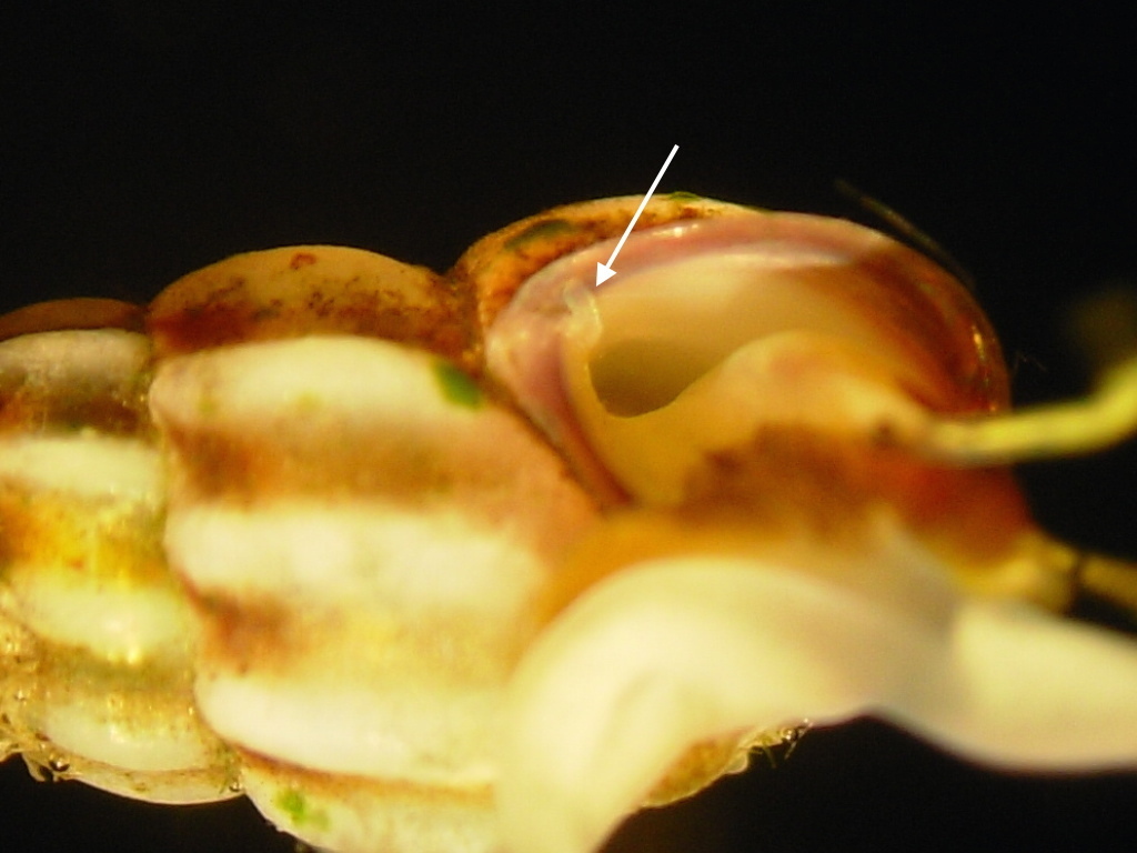 Rissoa guerinii