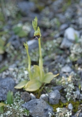 Ophrys fusca funerea
