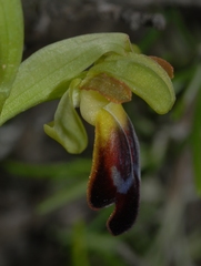 Ophrys fusca funerea
