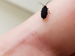Eropterus trilineatus
