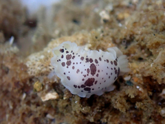 Dendrodoris nigromaculata