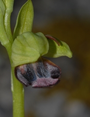 Ophrys fusca funerea