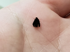 Eropterus trilineatus