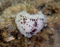 Dendrodoris nigromaculata