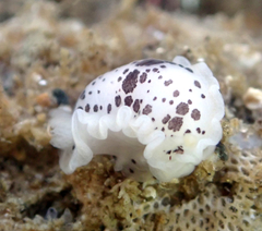 Dendrodoris nigromaculata