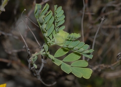 Coronilla valentina valentina
