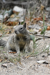 Otospermophilus beecheyi nesioticus