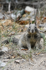 Otospermophilus beecheyi nesioticus