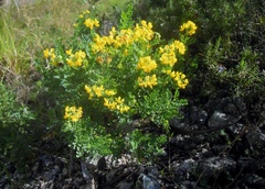 Coronilla valentina valentina