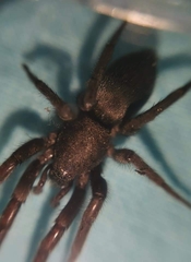 Scotophaeus scutulatus