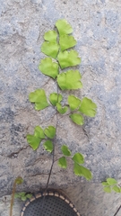 Adiantum capillus-veneris
