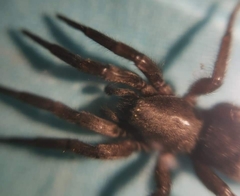 Scotophaeus scutulatus