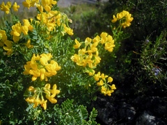Coronilla valentina valentina