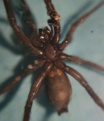 Scotophaeus scutulatus